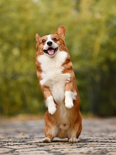 happy-dog